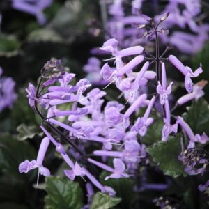 Плектрантус  Родники  Родники