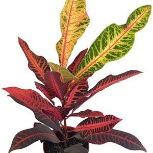 Кодиеум Нерви  (лат. Codiaeum "Nervia") Родники  Родники