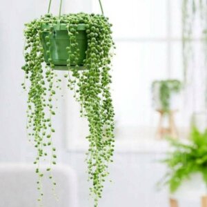 Крестовник Роули п/к (лат. Krestovnik Rouli) Родники  Родники