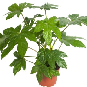 Фатсия в ассорт. D 15-20 Fatsia Родники  Родники