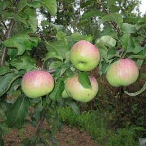 Яблоня Болотовское Родники  Родники