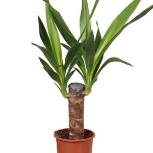 Юкка 1 ств. (лат. Yucca) Родники  Родники