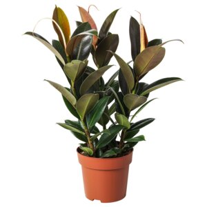 Фикус эластика Мелани  Родники  Родники