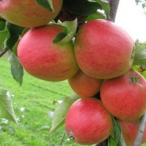 Яблоня Арбат (колоновидная) ЗКС Родники  Родники