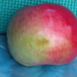 Яблоня Брянское Алое ЗКС Родники  Родники