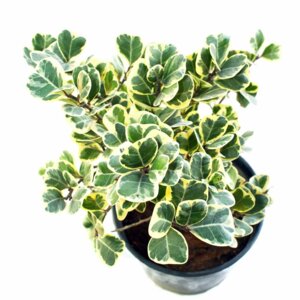 Фикус Триангулярис Родники  Родники