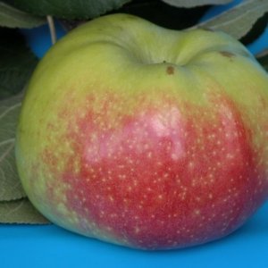 Яблоня Богатырь ЗКС Родники  Родники