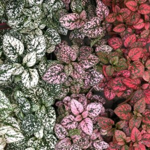 Гипоестэс (лат. Hypoestes) Родники  Родники