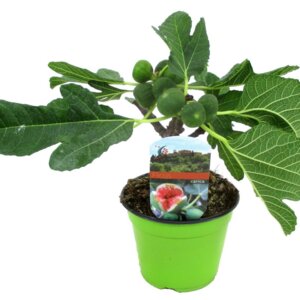 Фикус Карика (инжир)  Родники  Родники