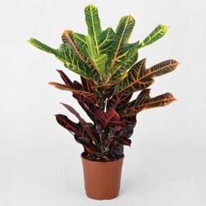 Кодиеум Экселент  (лат. Codiaeum Excellent) Родники  Родники