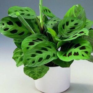 Маранта массанжа  Родники  Родники