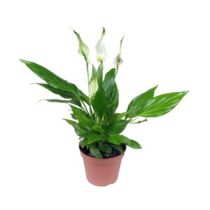 Спатифиллум D 7-8 (лат. Spathiphyllum) Родники  Родники