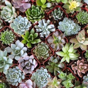 Эхеверия (лат. Echeveria)  Родники  Родники