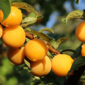 Алыча Лодва Родники  Родники