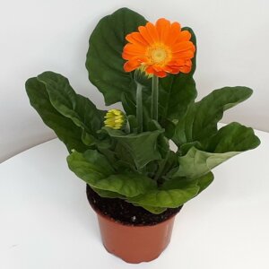 Гербера (лат. Gerbera) Родники  Родники