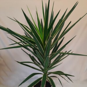 Юкка Пестролистная 8500 Родники  Родники