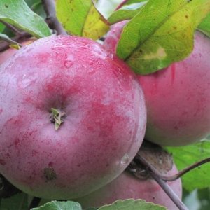 Яблоня Белорусское Малиновое ЗКС Родники  Родники