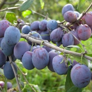 Слива Синий дар (домашняя) ЗКС Родники  Родники
