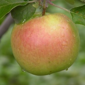 Яблоня Брянское Золотистое ОКС Родники  Родники