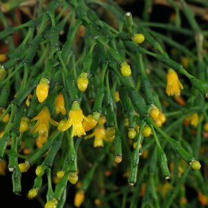 Хатиора (лат. Hatiora) 250 Родники  Родники