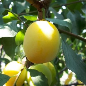 Слива Яхонтовая (домашняя) ЗКС Родники  Родники