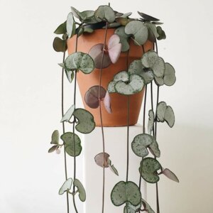 Церопегия вуда D 8 (лат. Ceropegia woodii) Родники  Родники