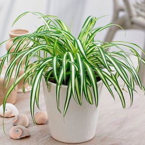 Хлорофитум хохлатый  Родники  Родники