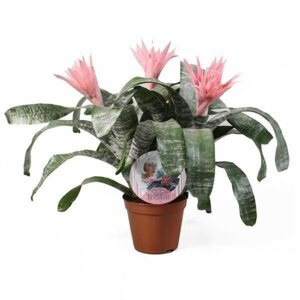 Эхмея 3200 Родники  Родники