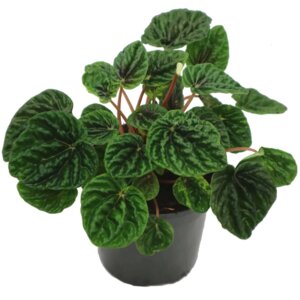 Пеперомия морщинистая  (лат. Peperomia caperata) Родники  Родники