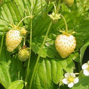 Земляника лесная - Еллоу Вондер (безусая) Родники  Родники