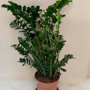 Замиокулькас 5700 Родники  Родники