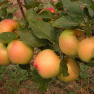 Яблоня Благая Весть ОКС Родники  Родники