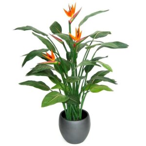 Стрелитция королевская (лат. Strelitzia reginae) Родники  Родники