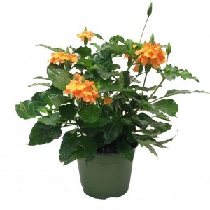 Кроссандра "Фортуна" Родники  Родники