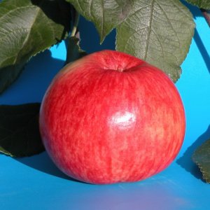 Яблоня Грушовка Московская ОКС Родники  Родники