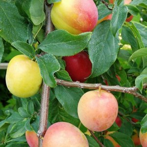 Алыча Несмеяна Родники  Родники