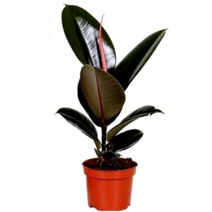 Фикус Абиджан Родники  Родники