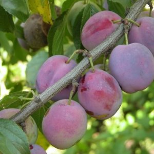 Слива Кооперативная ЗКС Родники  Родники