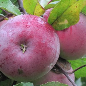 Яблоня Белорусское Малиновое ОКС Родники  Родники
