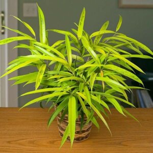 Фикус Али Амстел Голден (варьегата) Родники  Родники