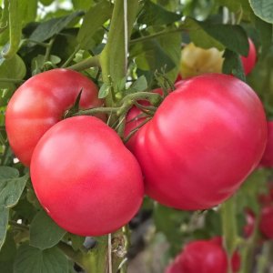 Томат Малиновый смак Родники  Родники