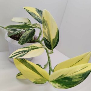 Филодендрон кобра var. D 12 (Philodendron Cobra var.) Родники  Родники