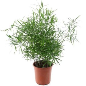 Аспарагус Шпренгера Родники  Родники