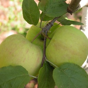  Родники
