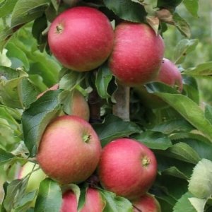 Яблоня Васюган (колоновидная) ЗКС Родники  Родники