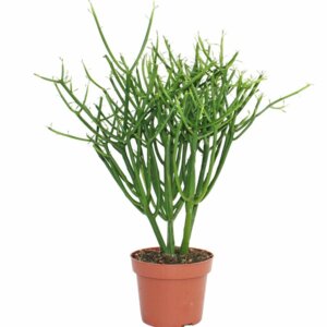 Молочай тирукалли  Родники  Родники