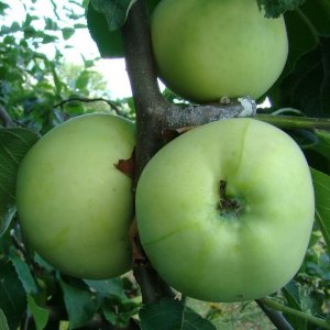 Яблоня Белый Налив ОКС Родники  Родники