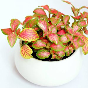 Фиттония Родники  Родники