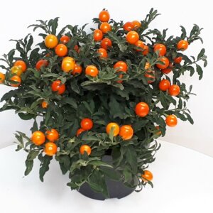 Паслен (Solanum)250 Родники  Родники