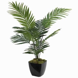 Пальма Арика  Родники  Родники